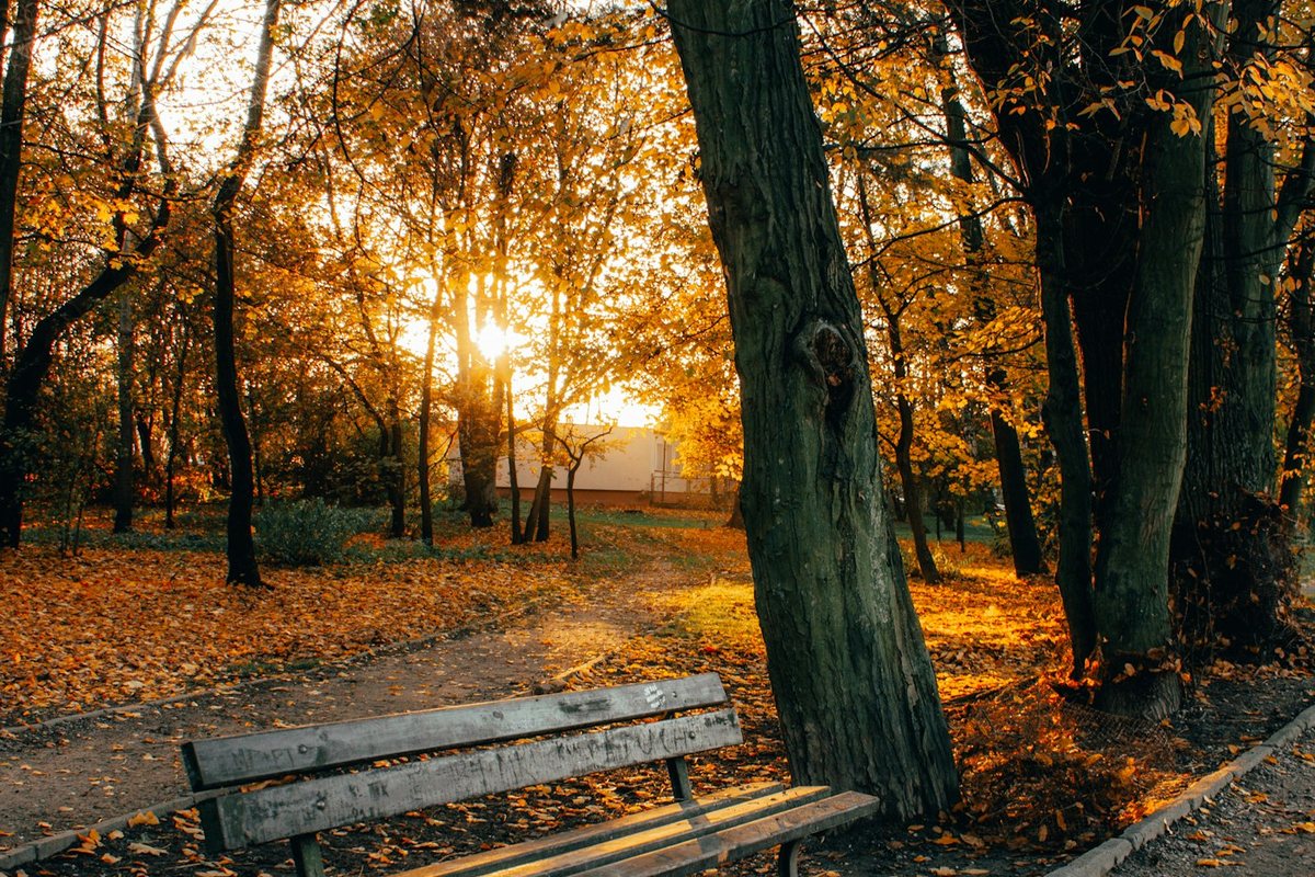brown wooden bench under brown trees during daytime