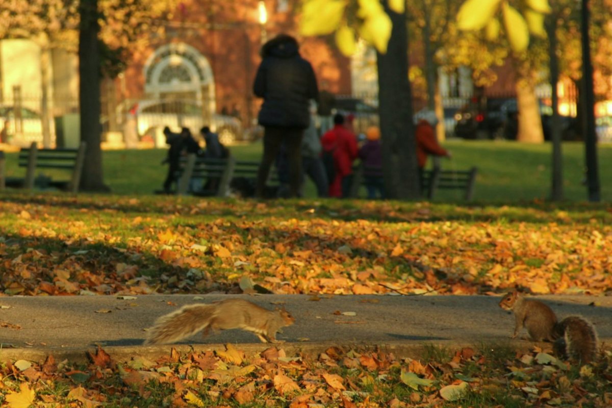 people walking on park during daytime
